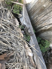 Podarcis muralis maculiventris