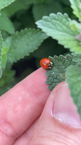 Asian Lady Beetle