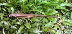 Eutropis rudis