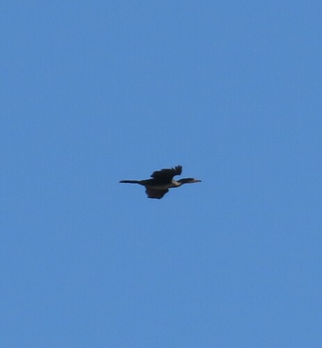 iNaturalist image