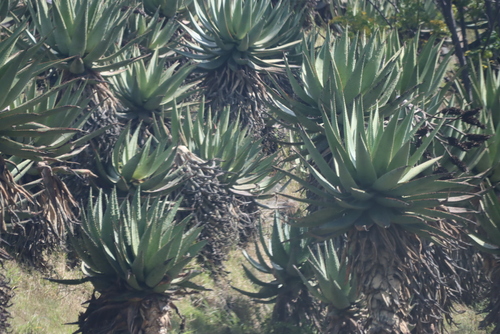 Aloe spectabilis