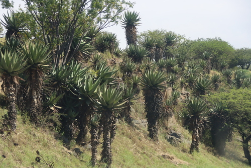 Aloe spectabilis, photograph 1