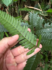 Pteris fauriei, photograph (c) 呂一起(Lyu yi-chi), some rights reserved (CC BY)
