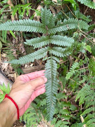 Pteris fauriei
