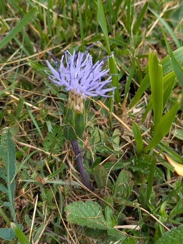 Carduncellus mitissimus, photograph 2
