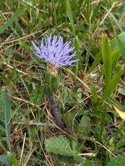 Carduncellus mitissimus, photograph Philip Precey, CC0, iNaturalist via GBIF