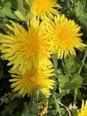 Taraxacum officinale