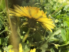 Taraxacum officinale