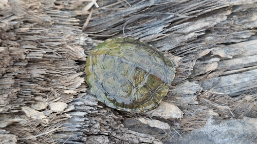 Saharan Pond Turtle