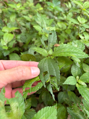 Pilea aquarum, photograph (c) 呂一起(Lyu yi-chi), some rights reserved (CC BY)