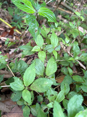 Pilea aquarum, photograph (c) 呂一起(Lyu yi-chi), some rights reserved (CC BY)