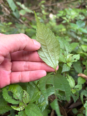 Pilea aquarum, photograph (c) 呂一起(Lyu yi-chi), some rights reserved (CC BY)