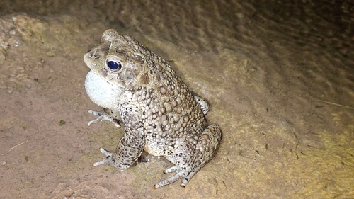 Mauritanian Toad