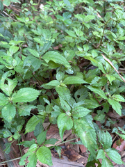 Pilea aquarum, photograph (c) 呂一起(Lyu yi-chi), some rights reserved (CC BY)