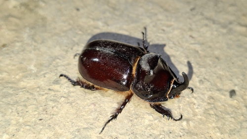 Iberian rhinoceros beetle
