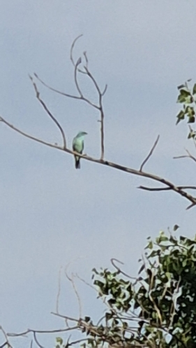 European Roller