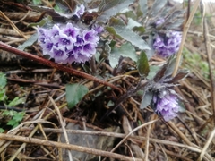 Physochlaina physaloides