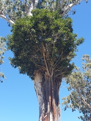 Ficus obliqua