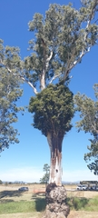 Ficus obliqua