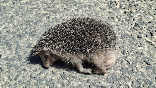 アルジェリアハリネズミ