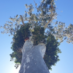 Ficus obliqua