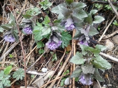 Physochlaina physaloides