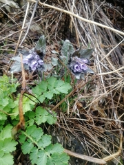 Physochlaina physaloides