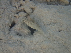 Amblygobius albimaculatus
