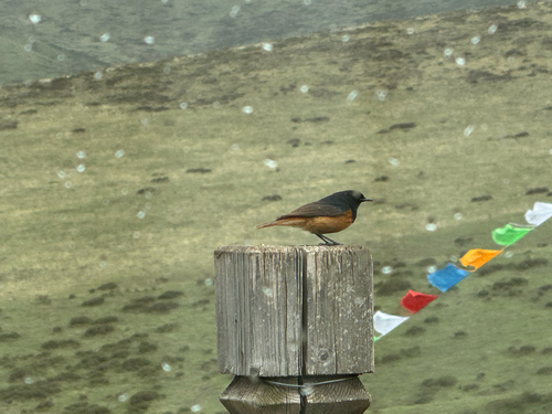 Black Redstart