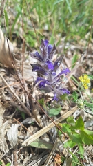Ajuga multiflora, photograph (c) Violetta Dzizyurova, some rights reserved (CC BY)