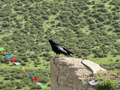 Red-billed Chough