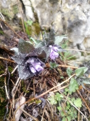 Physochlaina physaloides