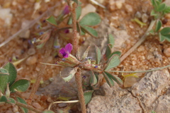 Snowy Bush Indigo (Indigastrum niveum)