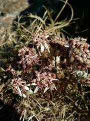 Euphorbia radians