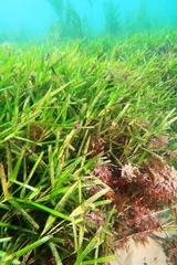 Amphibolis griffithii