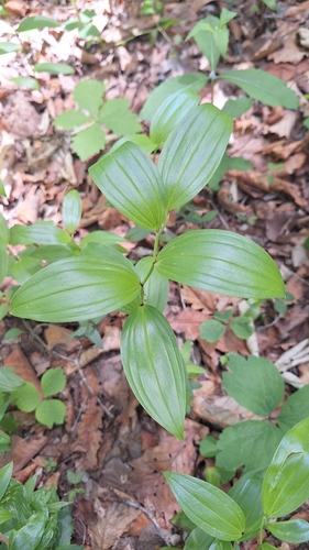 Disporum viridescens, photograph 2