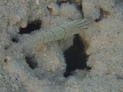 Amblygobius albimaculatus