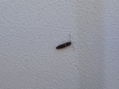 Dolerosomus silaceus