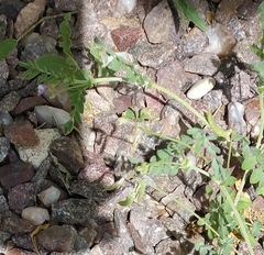 Astragalus nuttallianus
