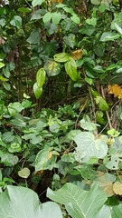 Aristolochia acuminata