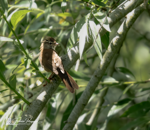 Common Nightingale