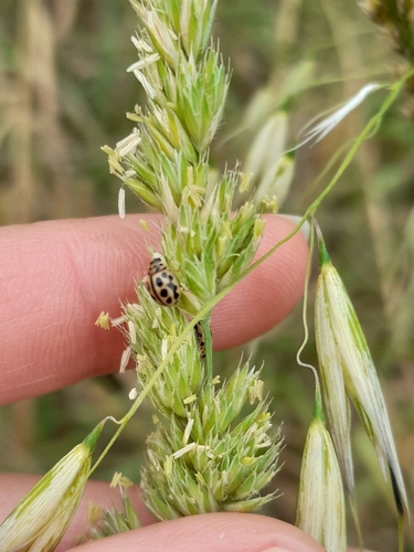 16-spot Ladybird