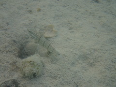 Amblygobius albimaculatus