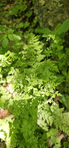 Dennstaedtia wilfordii iNat (1)