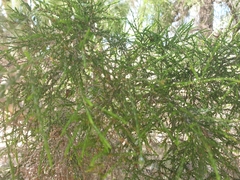 Melaleuca irbyana