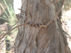 Melaleuca irbyana