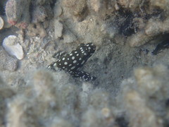 Summan Grouper photo 4