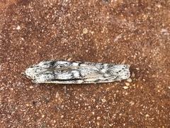 Cactobrosis fernaldialis