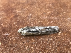 Cactobrosis fernaldialis