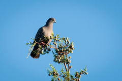 Patagioenas maculosa